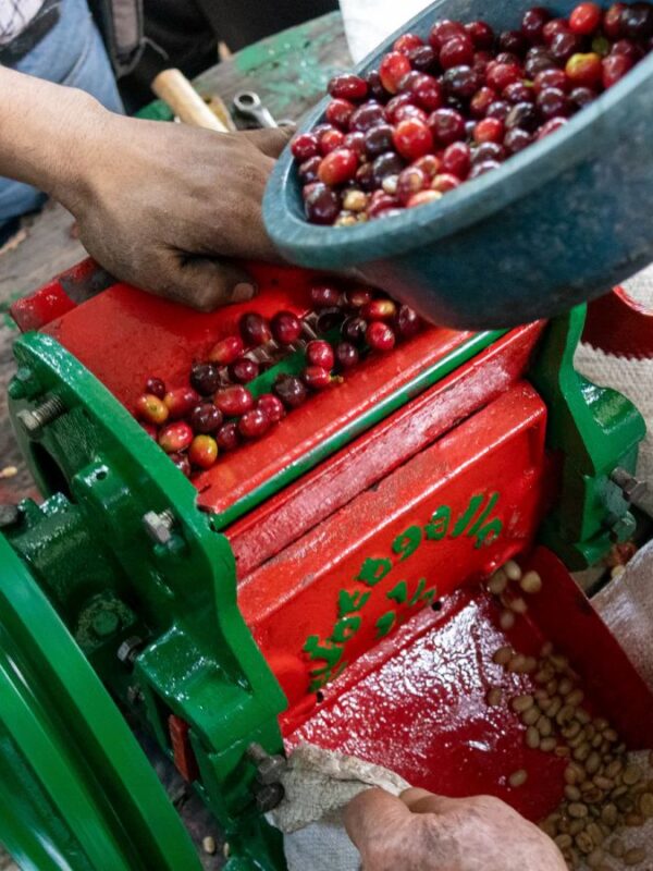 Processing coffee in materuni coffee tour