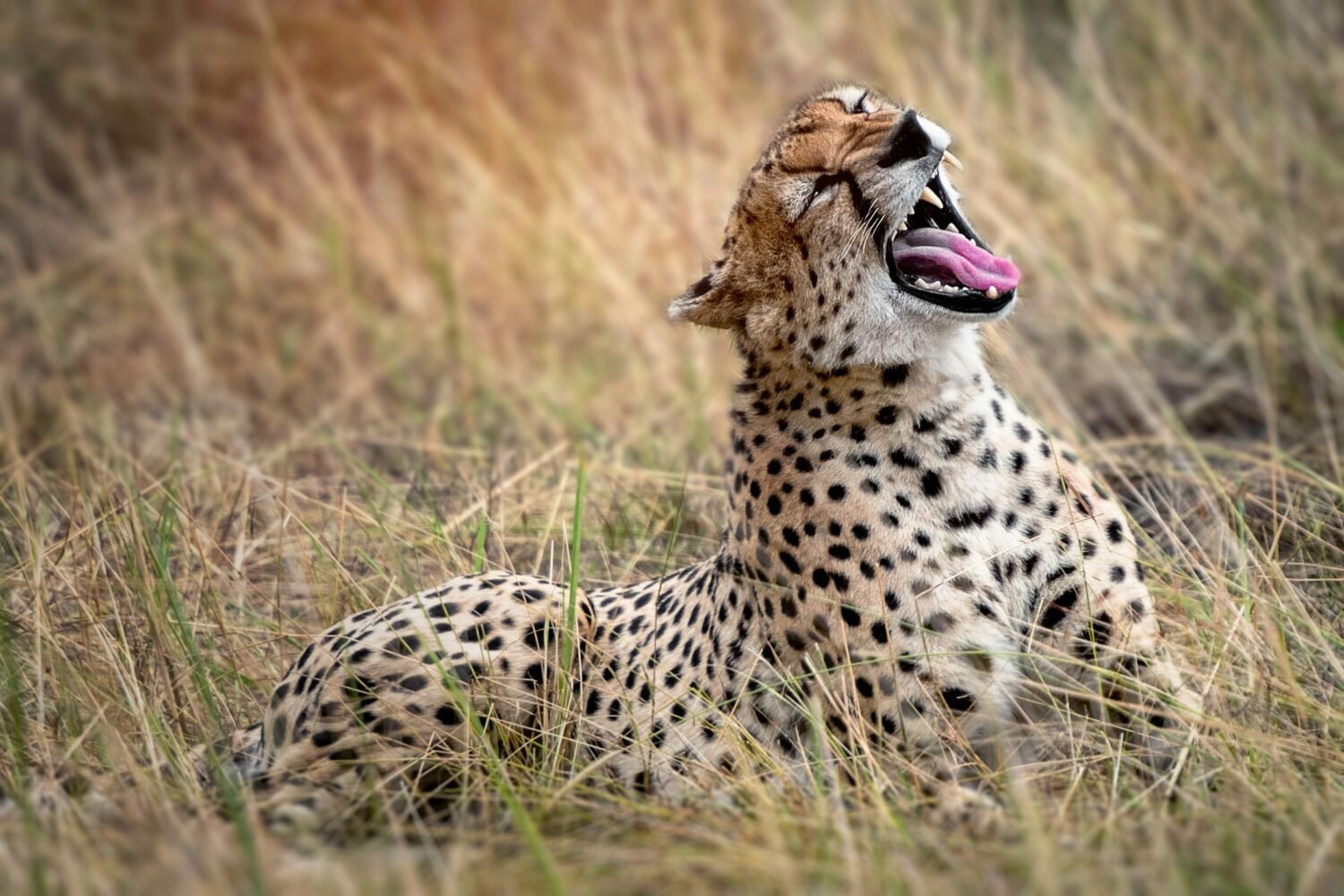 picture of an hungry cheetah